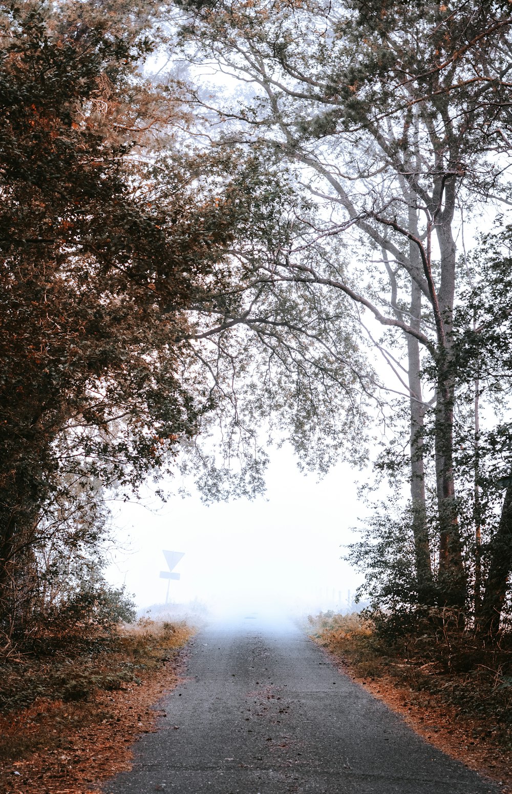 green trees under white sky during daytime