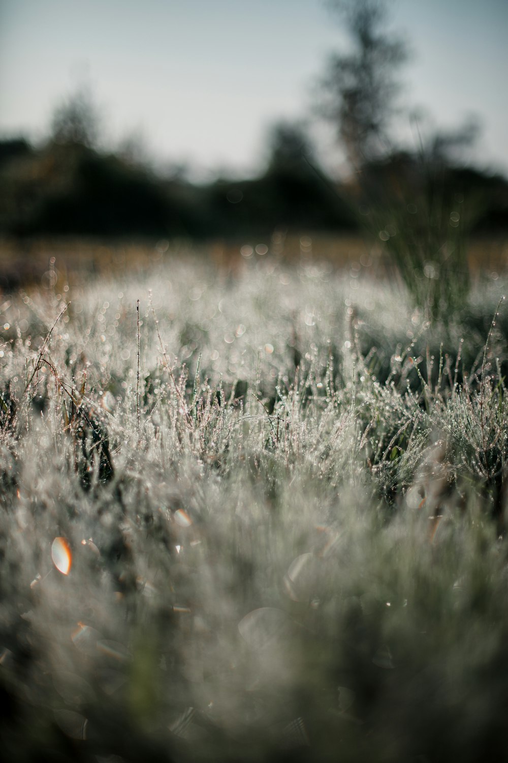 white and brown grass field during daytime