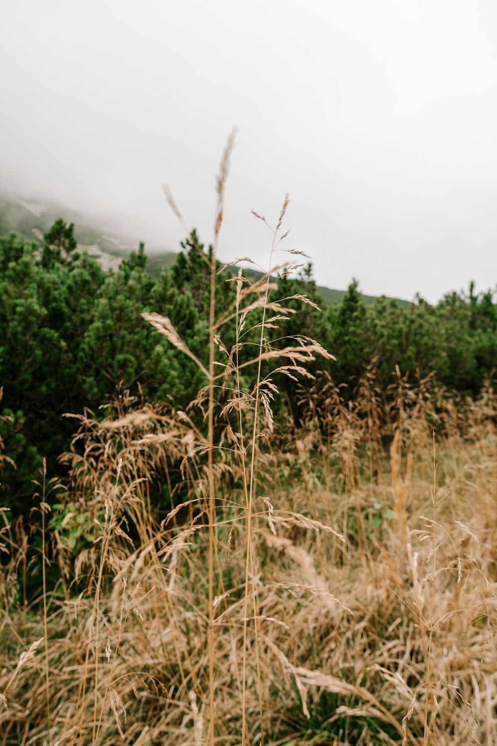 a field of tall grass with trees in the background