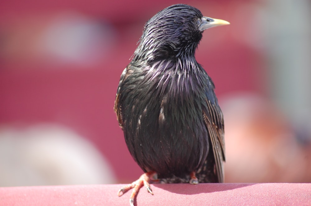 black bird on pink textile