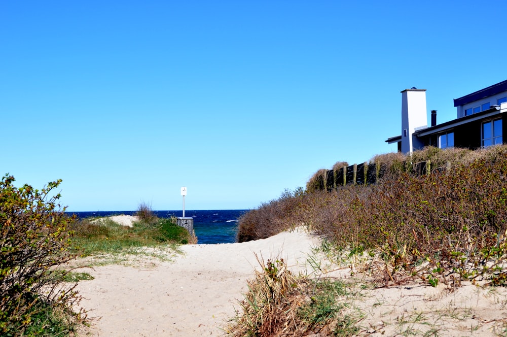 green grass on white sand near body of water during daytime