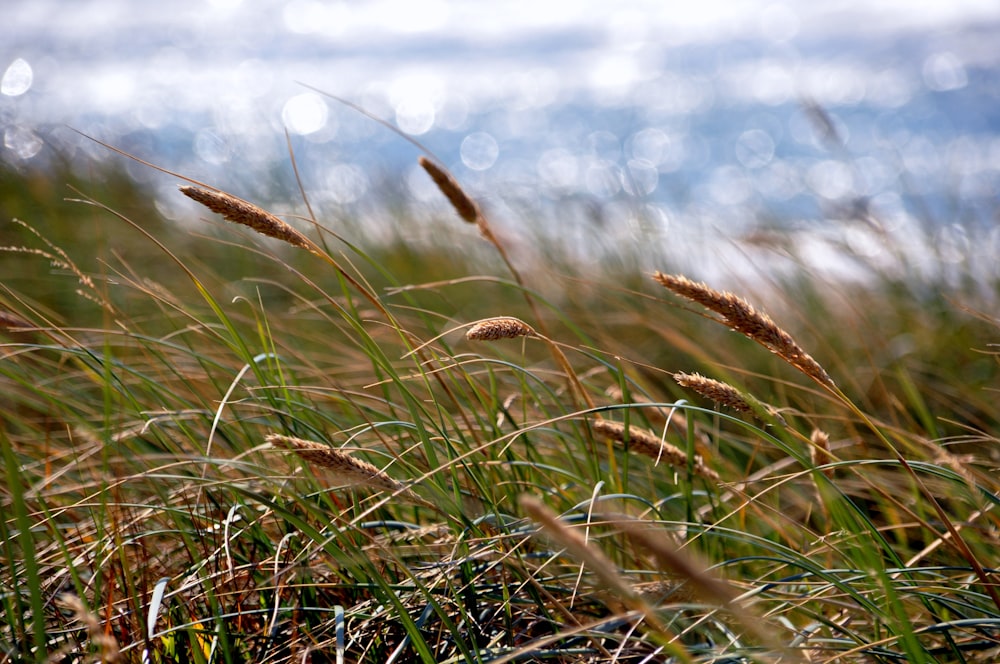 brown grass near body of water during daytime