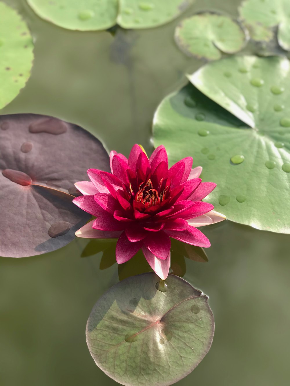 purple flower with green leaves