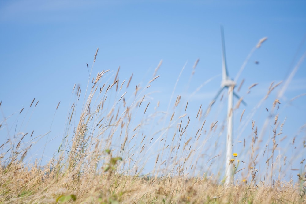 white wind turbines on brown grass field under blue sky during daytime