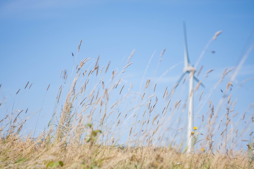 Éoliennes blanches sur un champ d’herbe brune sous ciel bleu pendant la journée