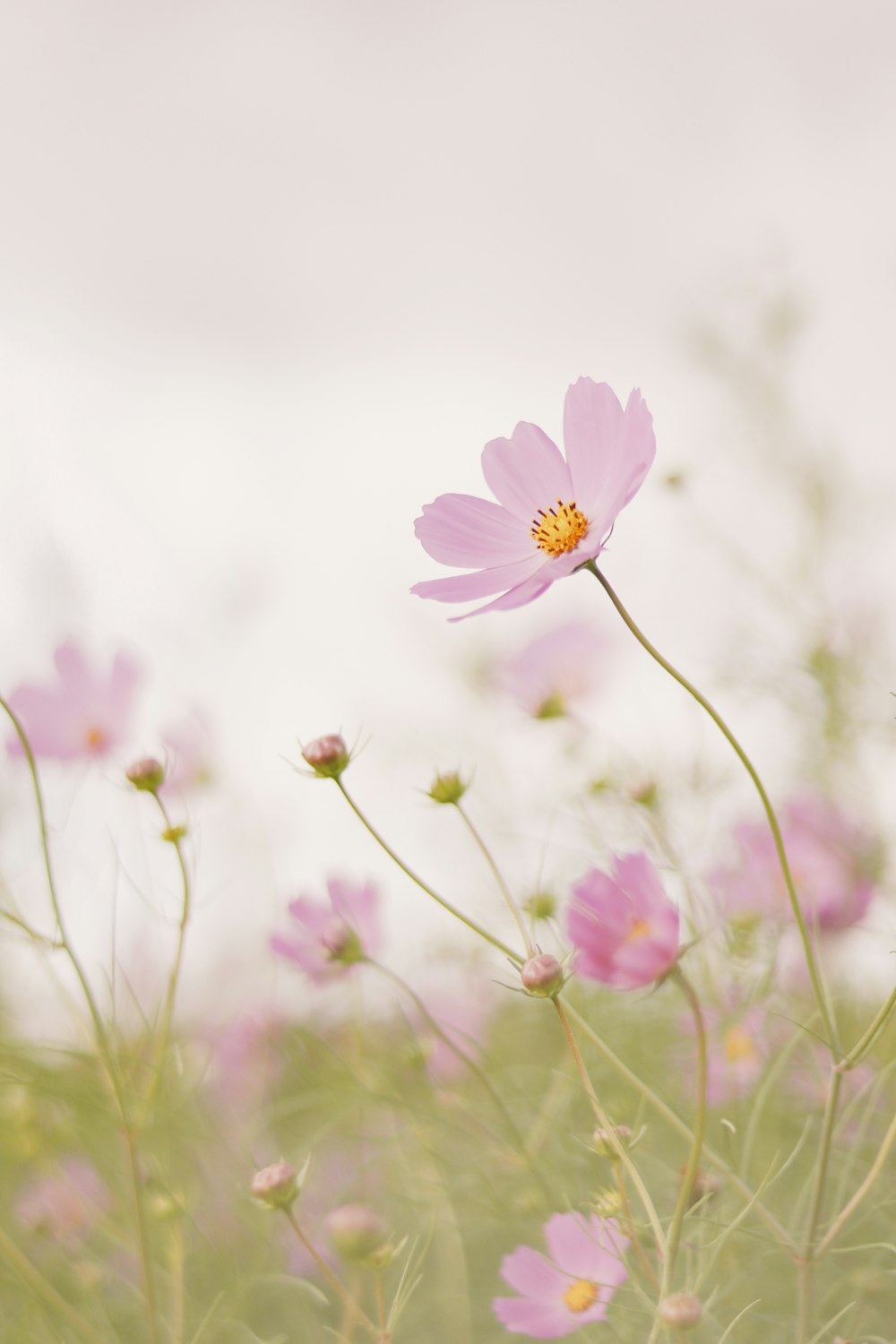 pink cosmos flower in bloom during daytime