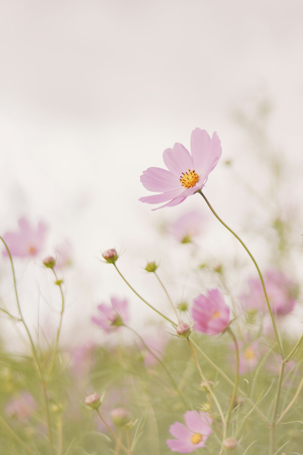 Cosmos cor-de-rosa flor em flor durante o dia