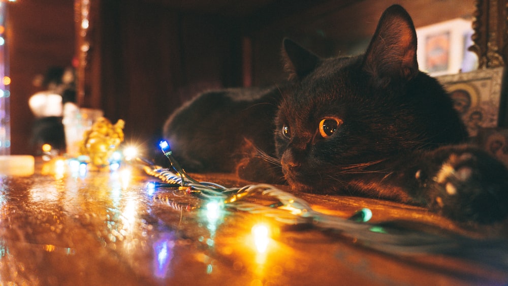 black cat on blue and yellow lights