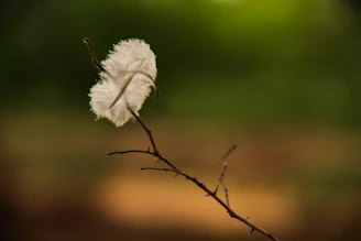 white feather on brown tree branch