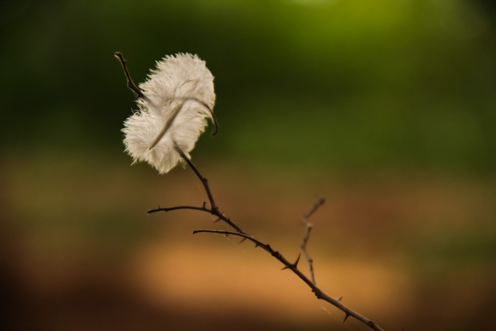 white feather on brown tree branch