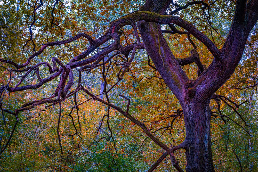 yellow and green trees during daytime