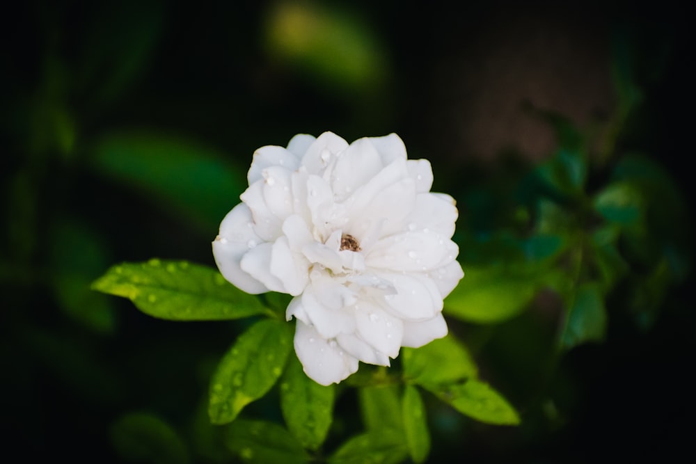 white flower in tilt shift lens