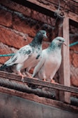 Two pigeons perched on a wooden beam, surrounded by a rustic background of brick and netting. The birds display a mix of white and dark plumage.