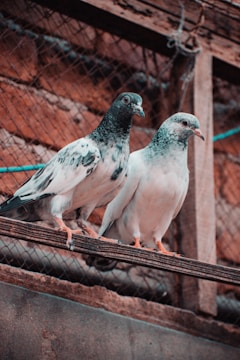 Two pigeons perched on a wooden beam, surrounded by a rustic background of brick and netting. The birds display a mix of white and dark plumage.