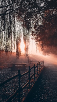 brown wooden fence near trees during sunset
