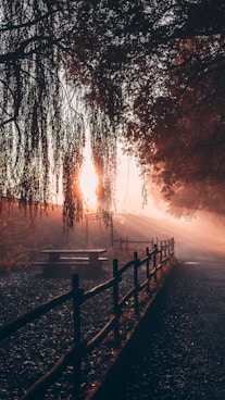 brown wooden fence near trees during sunset
