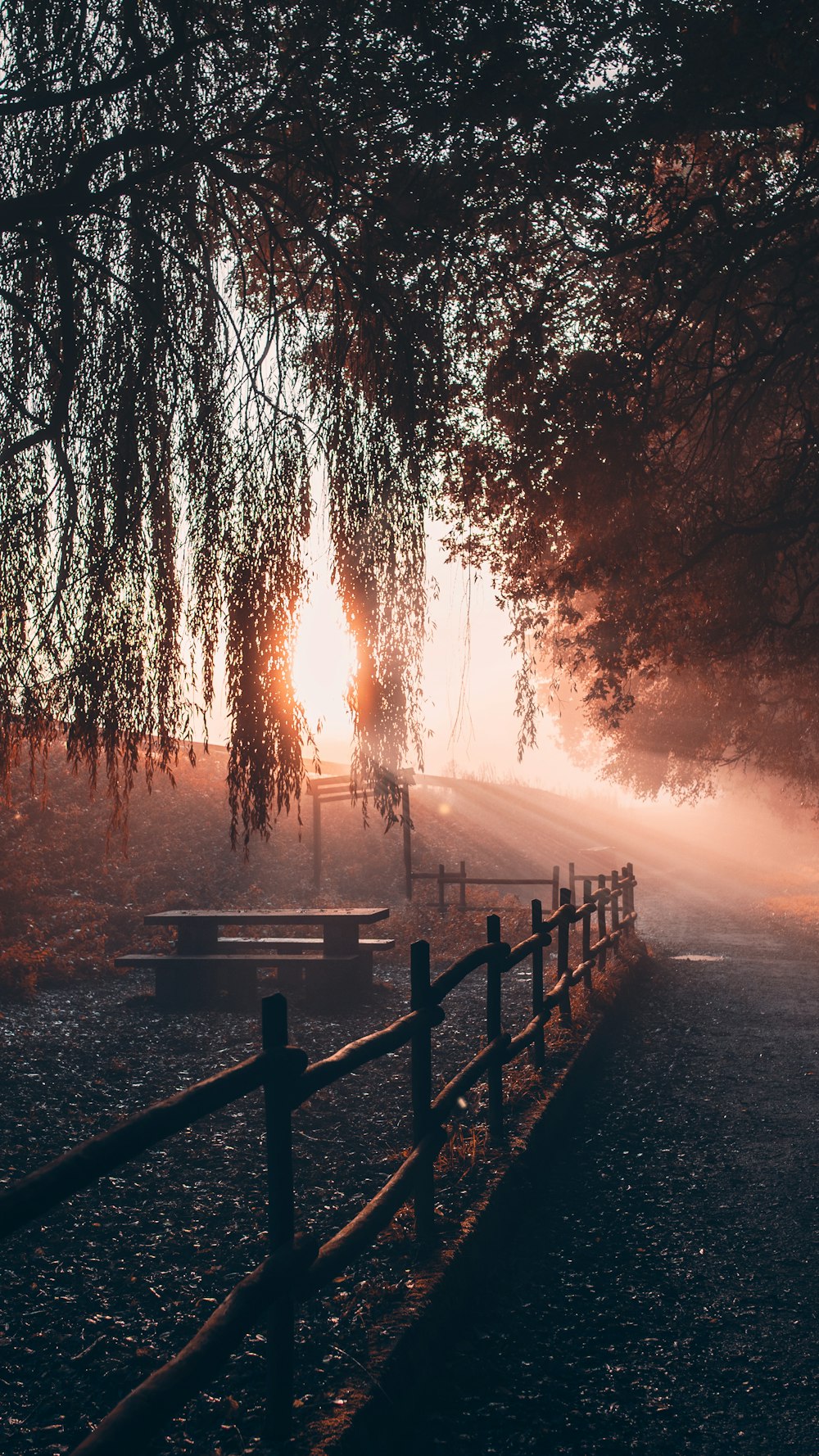 brown wooden fence near trees during sunset