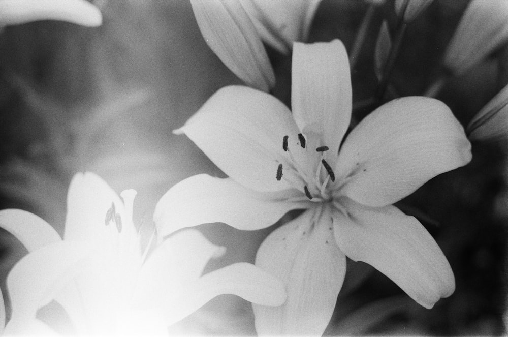 white flower in grayscale photography