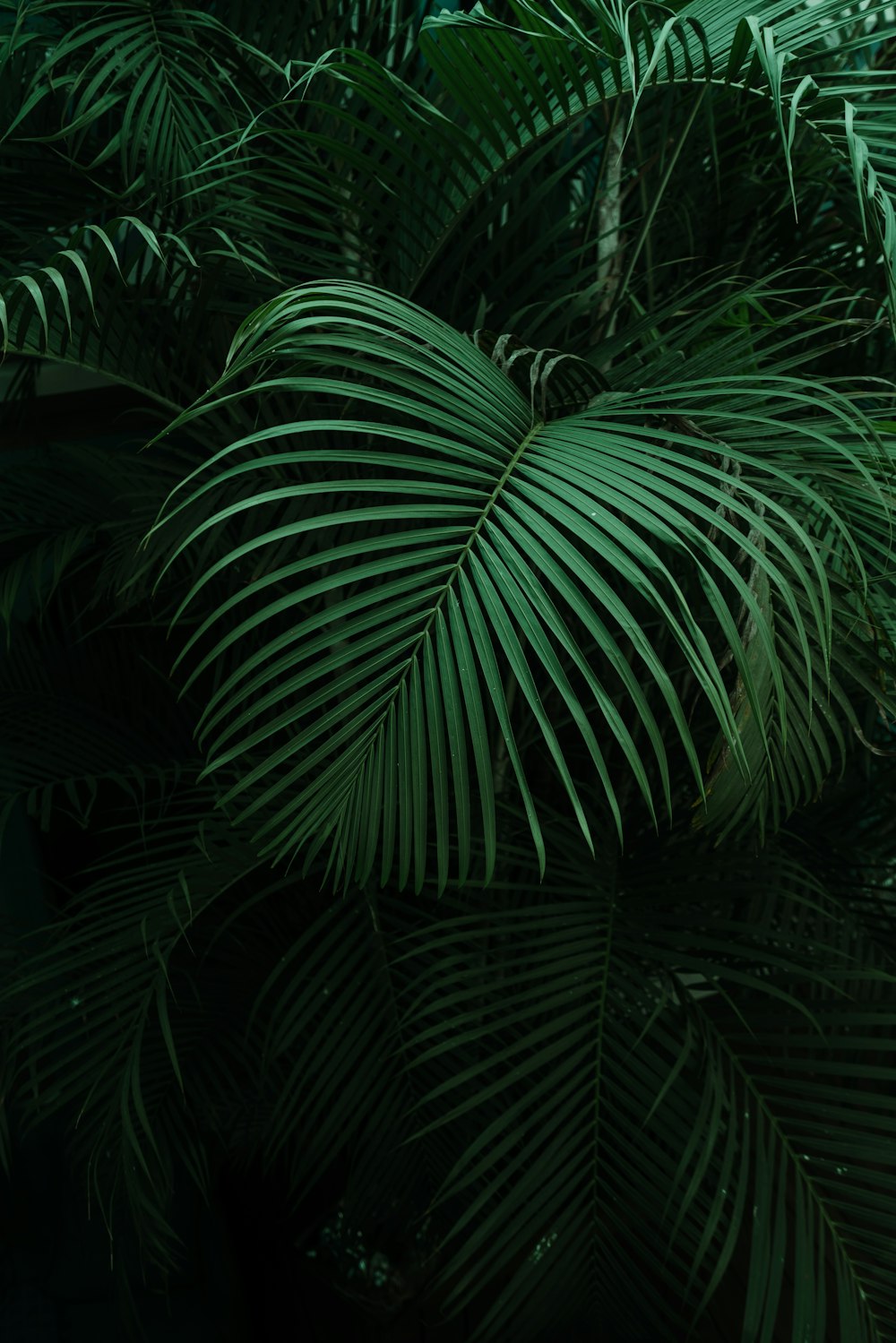 밤 시간 동안 녹색 야자 식물