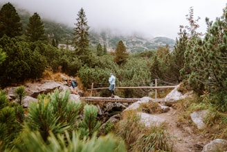 A group of hikers crossing a wooden bridge over a rushing mountain stream surrounded by pine trees.