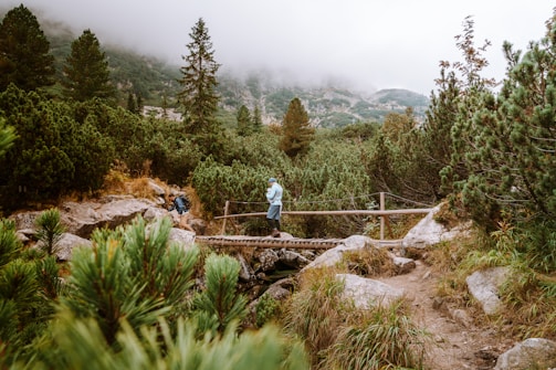 Hikers crossing a wooden bridge over a mountain stream surrounded by tall trees.