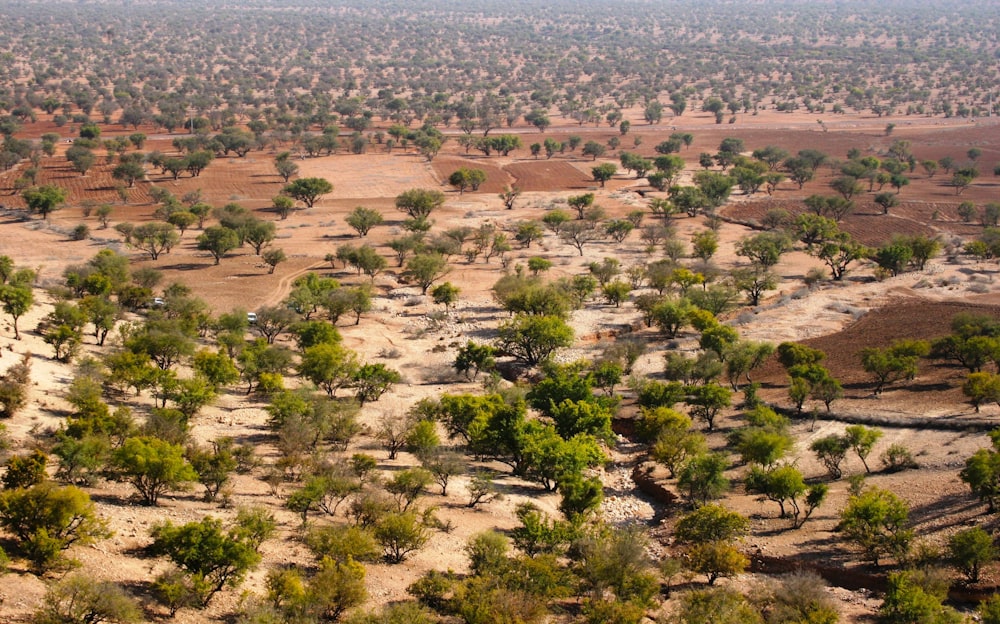 aerial view of green trees and brown field during daytime