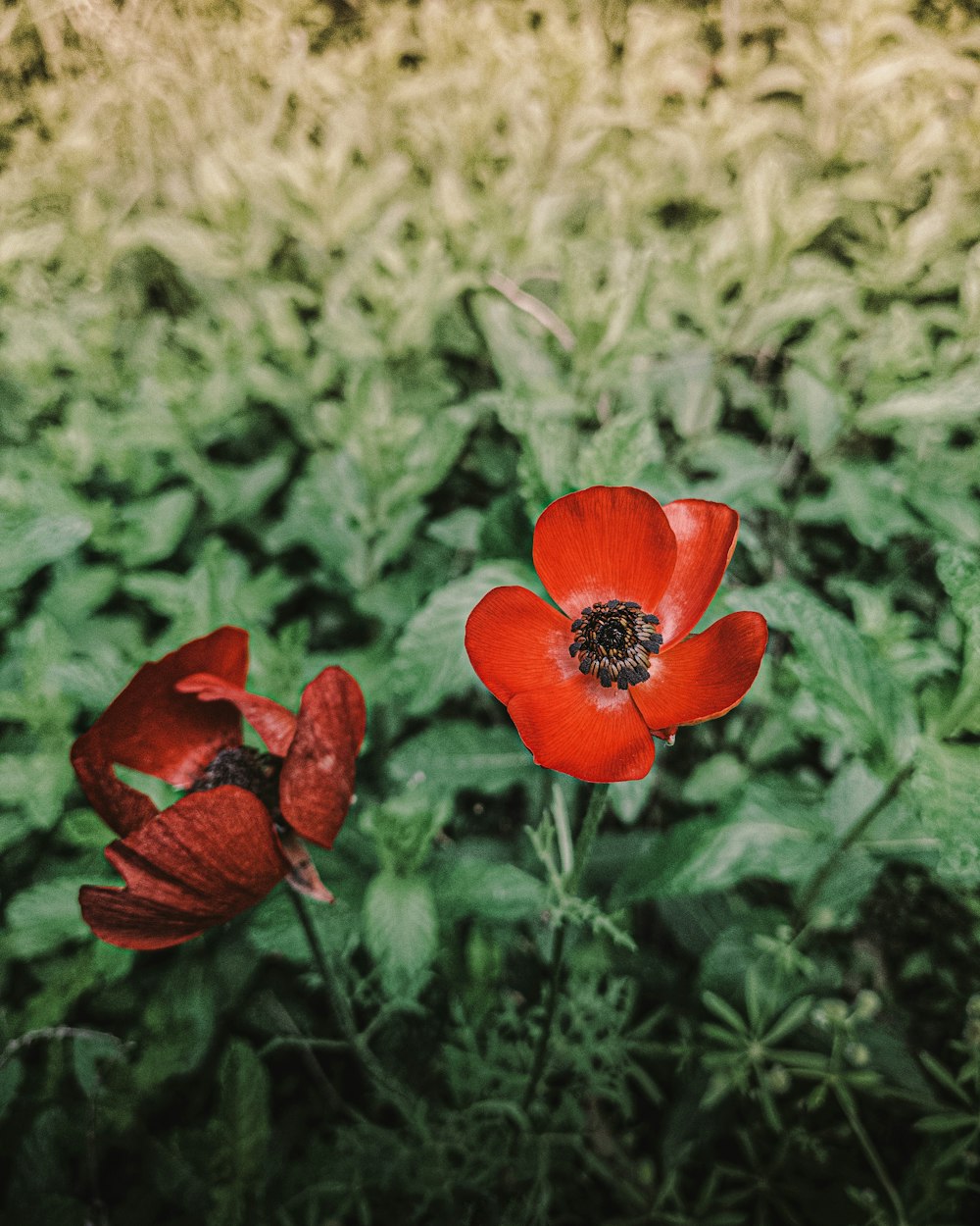 flor roja en medio de plantas verdes