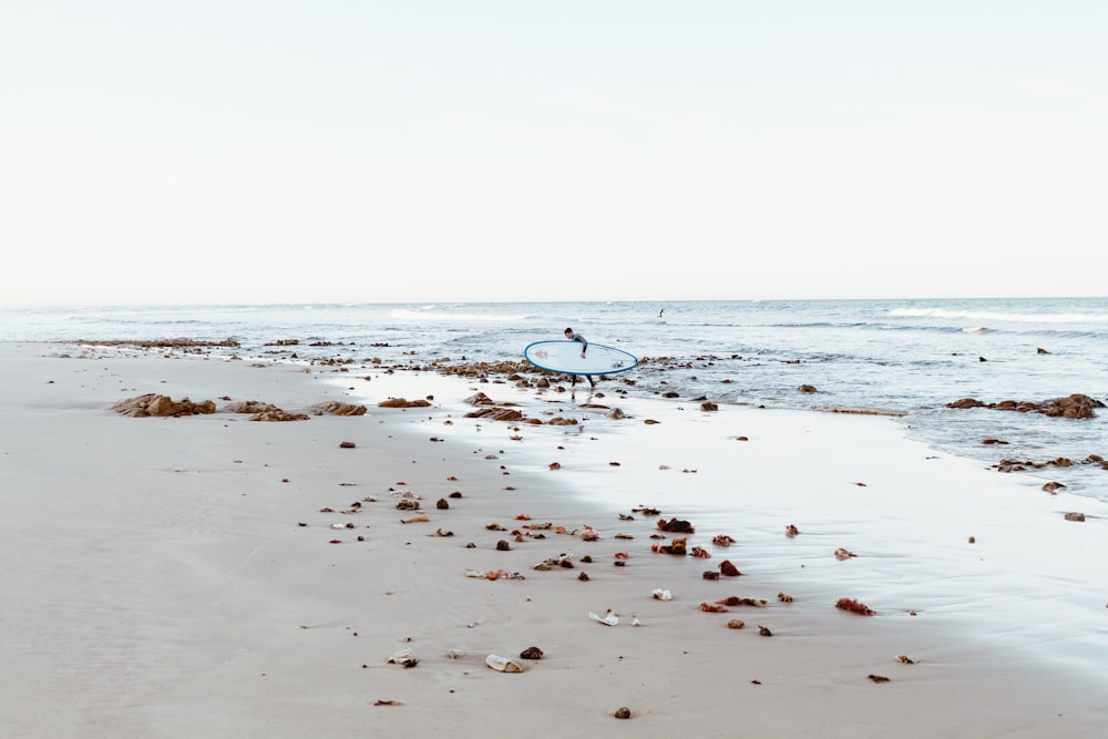 white and black bird on beach during daytime