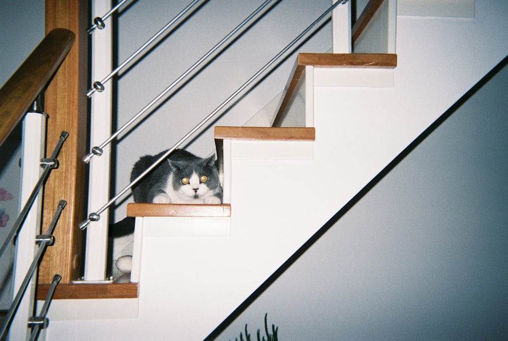 black and white cat on brown wooden staircase