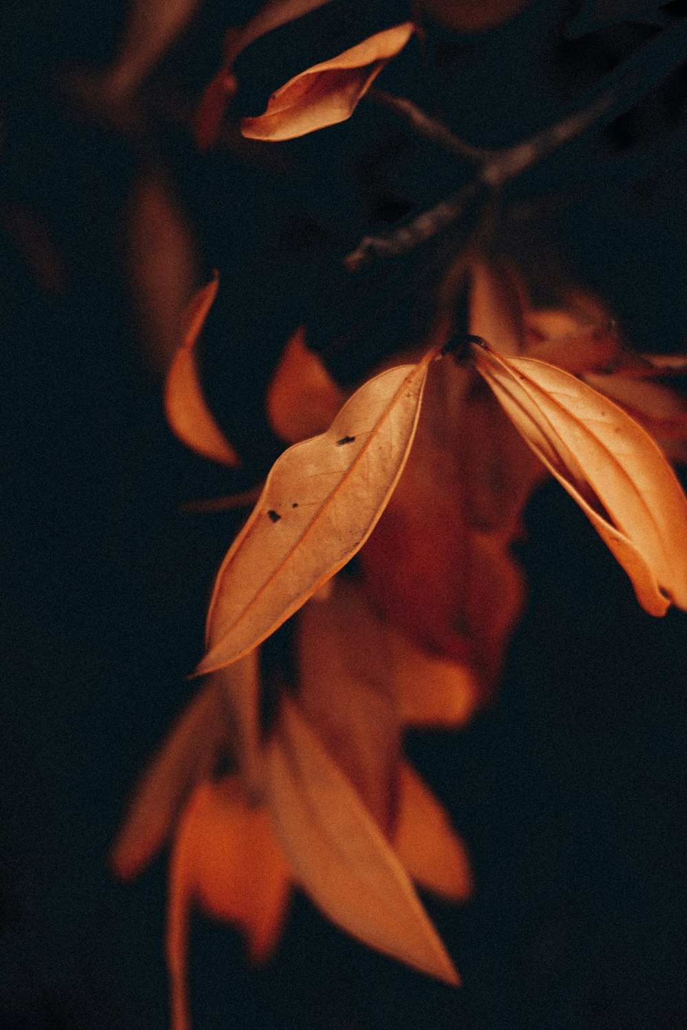 folhas marrons no quarto escuro