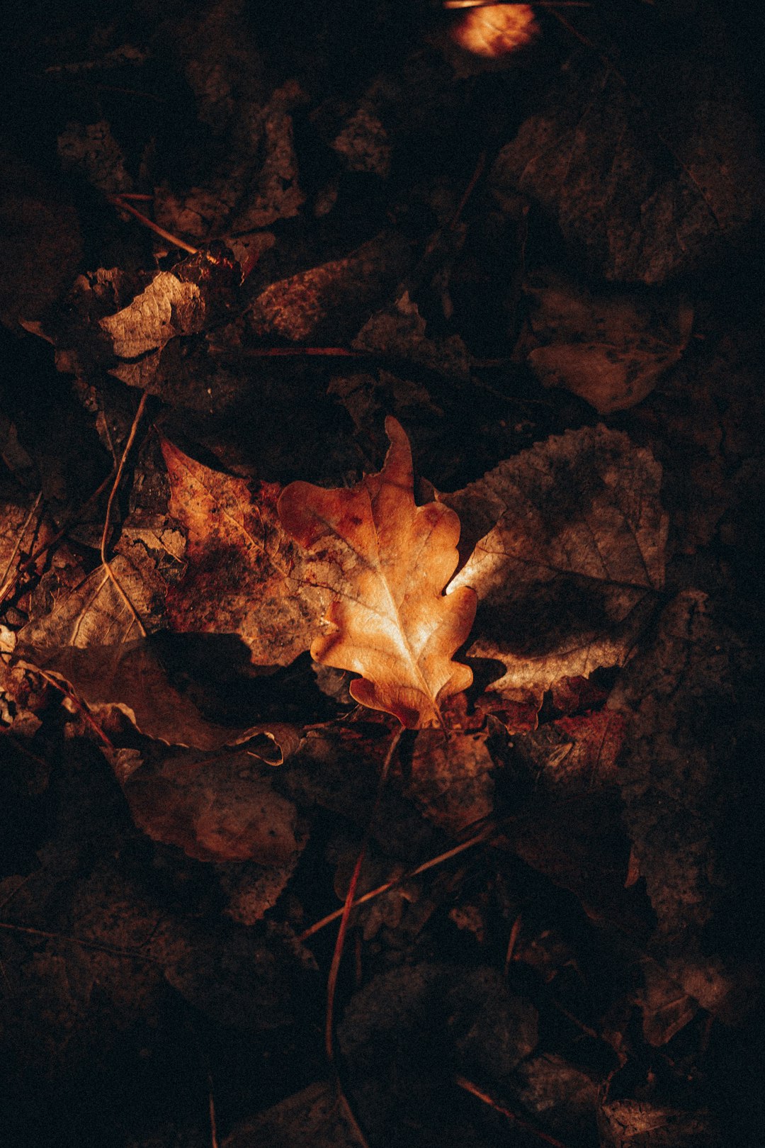 brown maple leaf on black surface