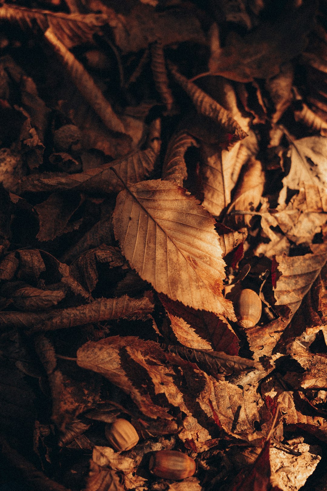 brown dried leaves on ground