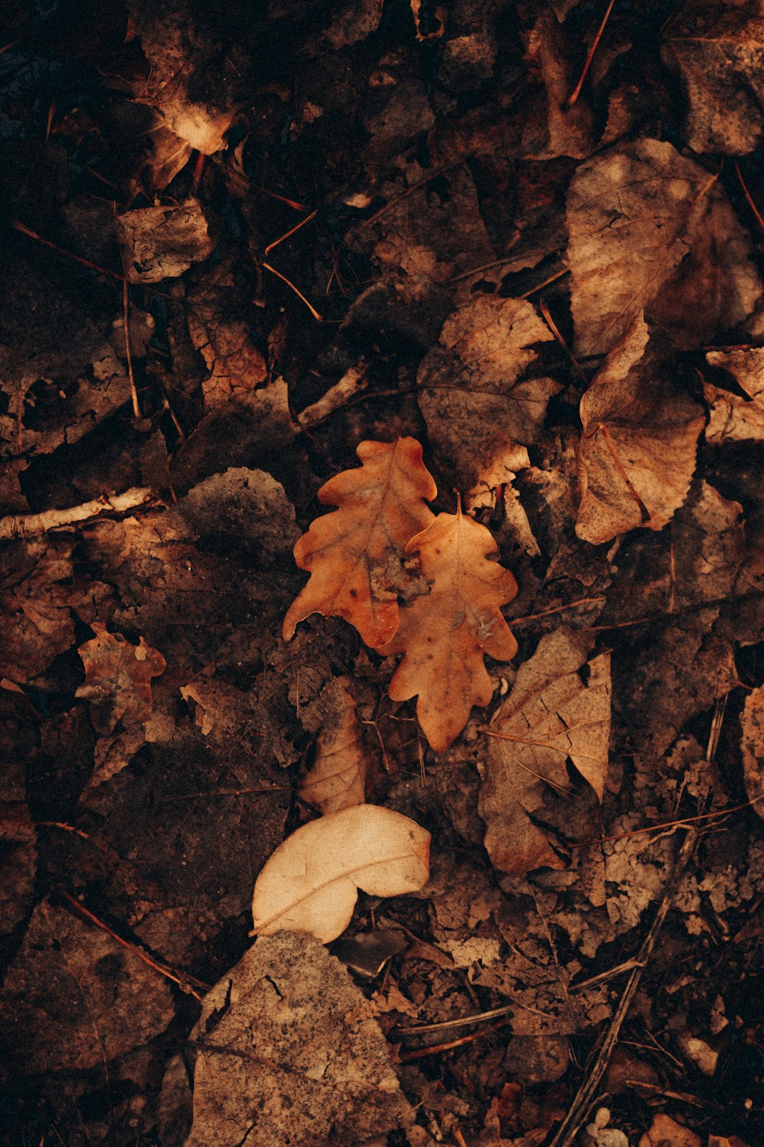 brown dried leaves on ground