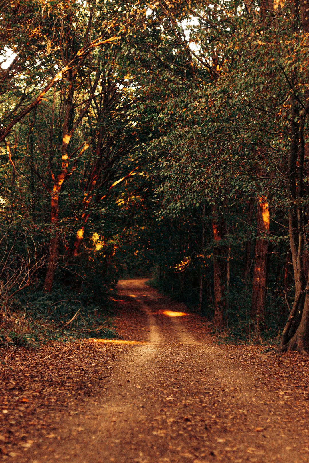 green trees beside road during daytime