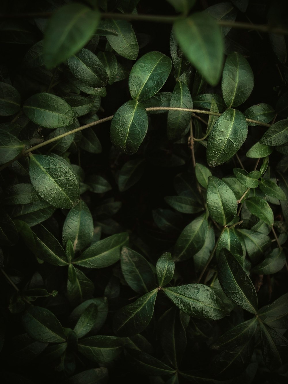 green leaves with water droplets