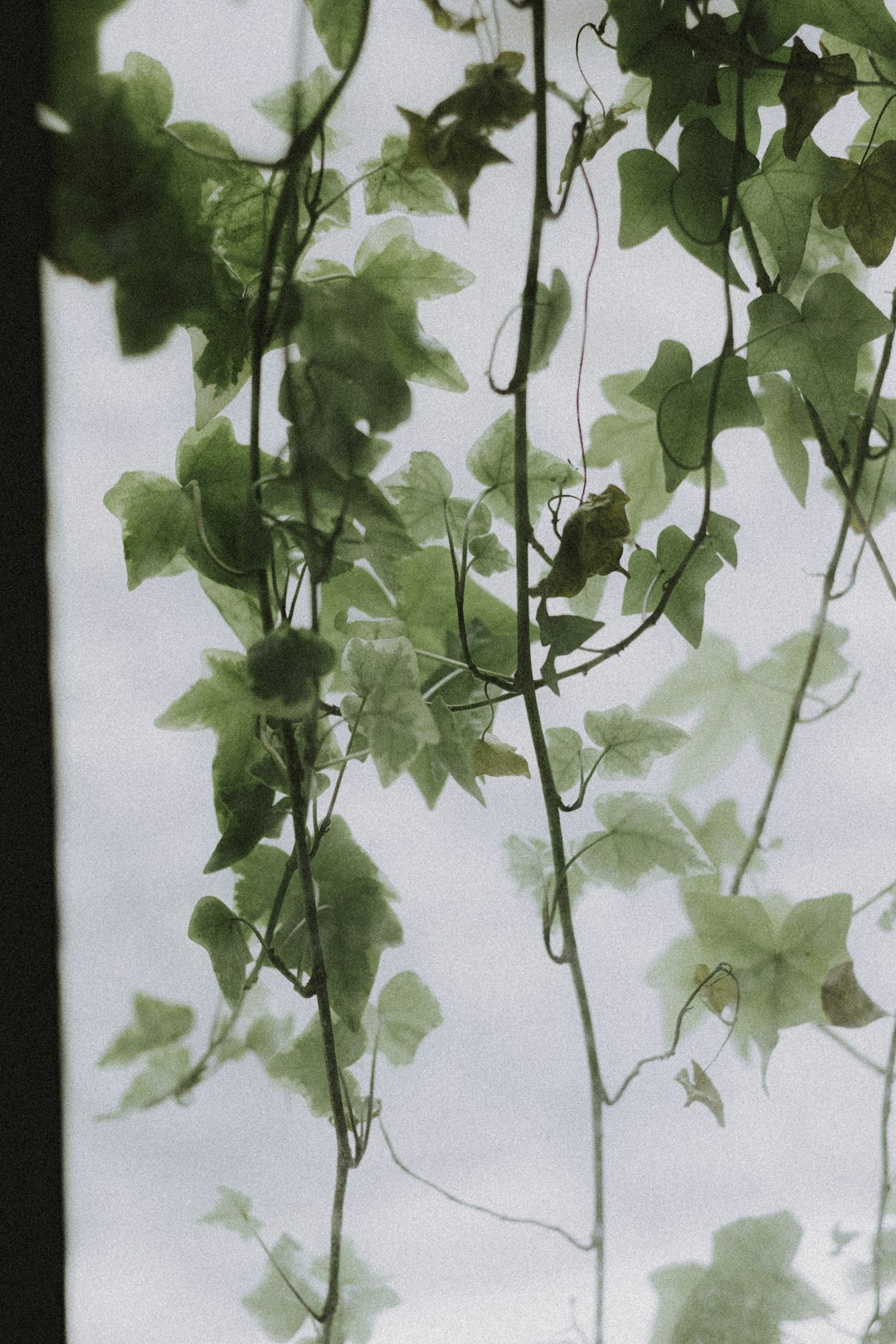 green plant on white wall