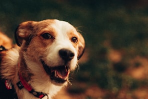 A close-up of a happy dog wearing a collar with the hotel’s logo