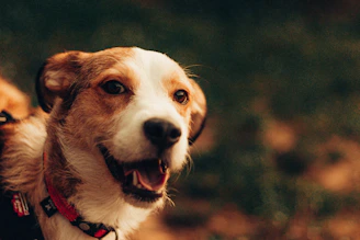 A close-up of a happy dog, cat, and horse enjoying the outdoors, symbolizing health and vitality from natural supplements.
