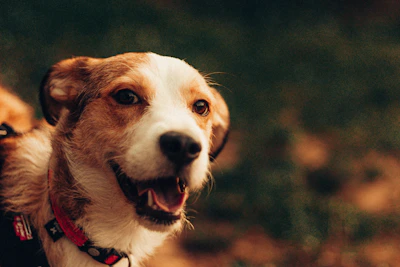 Close-up of a happy dog showing off a vibrant, hand-stitched collar with playful patterns.