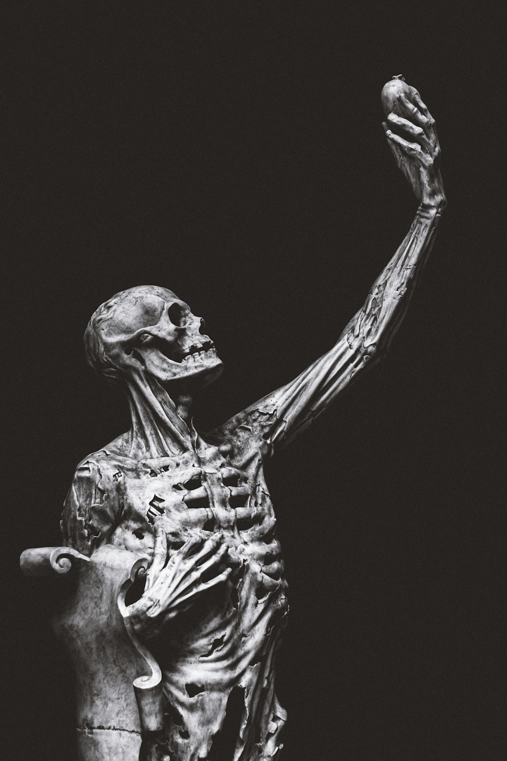 Human Skeleton Pictures Download Free Images On Unsplash