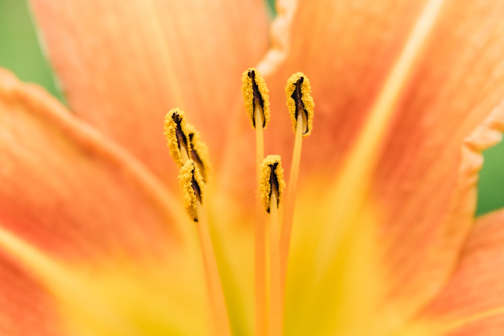 macro photography of orange flower