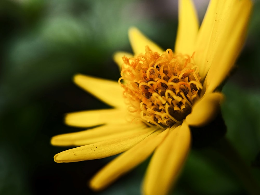 yellow flower in tilt shift lens