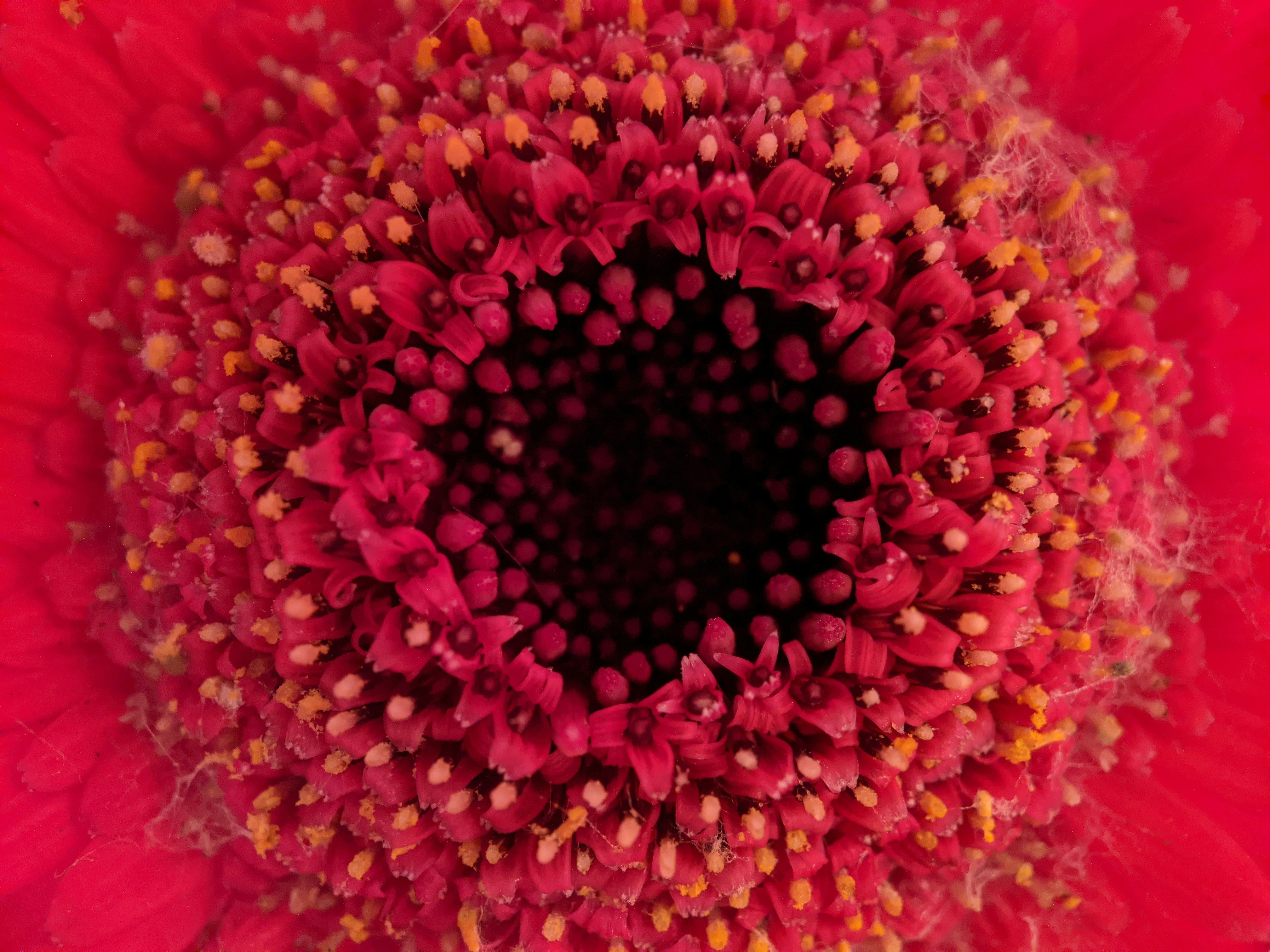 pink and yellow flower in macro photography