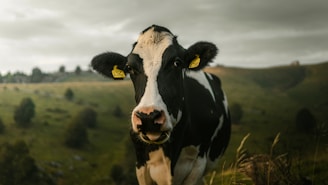 black and white cow on green grass field during daytime