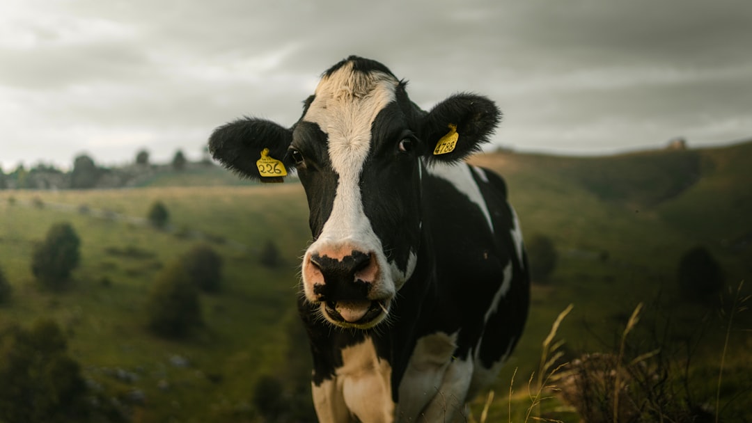 black and white cow on green grass field during daytime