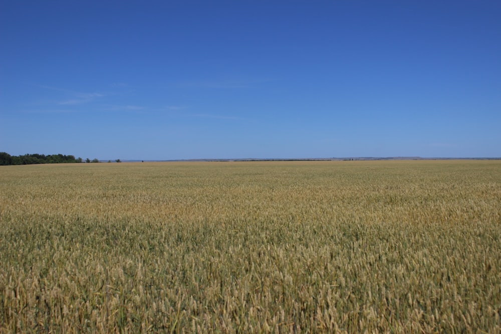 green grass field under blue sky during daytime