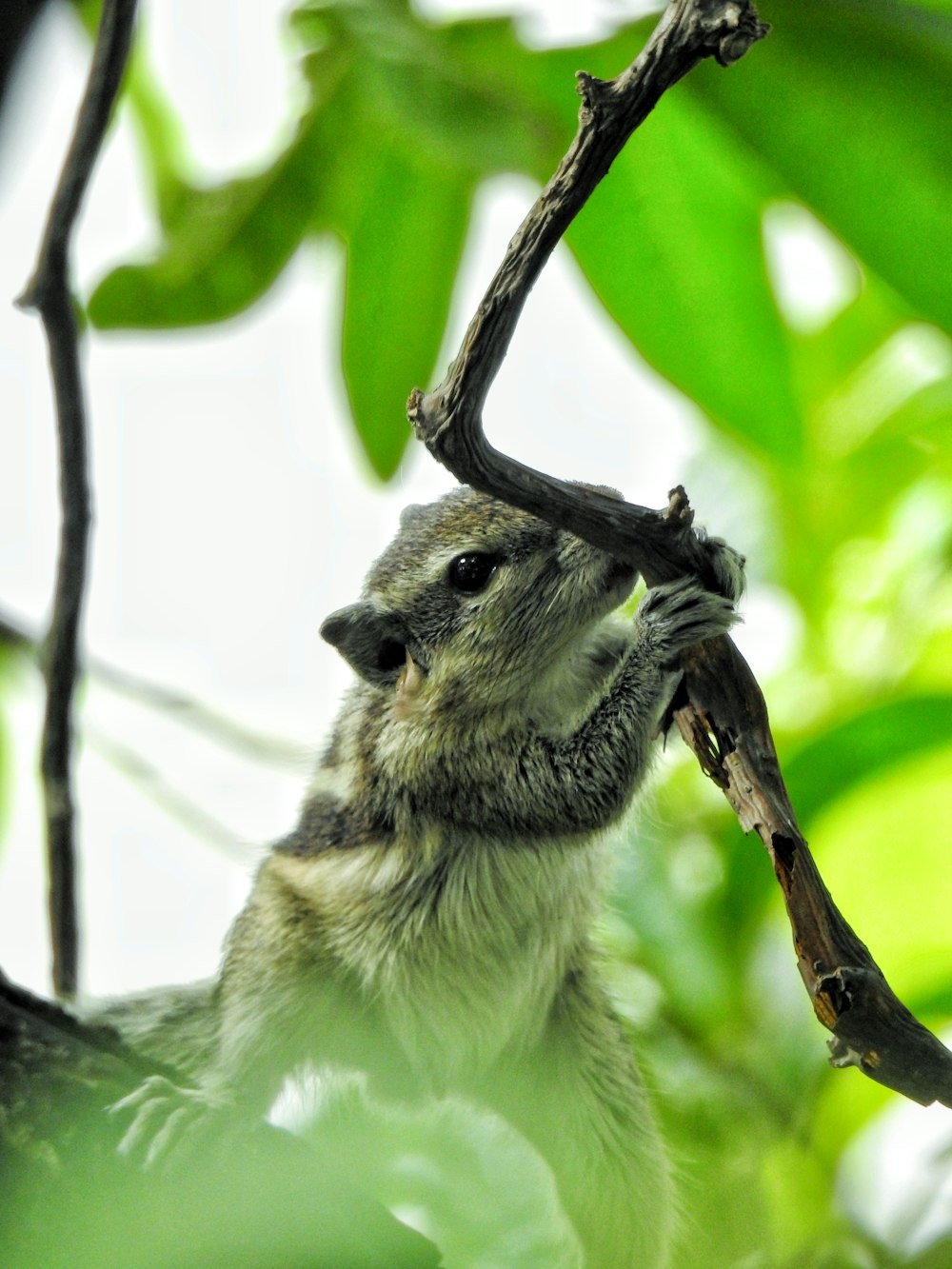 white and gray squirrel on brown tree branch