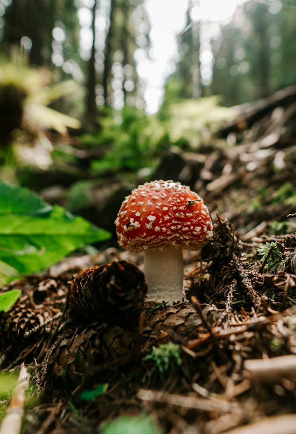 red and white mushroom in tilt shift lens