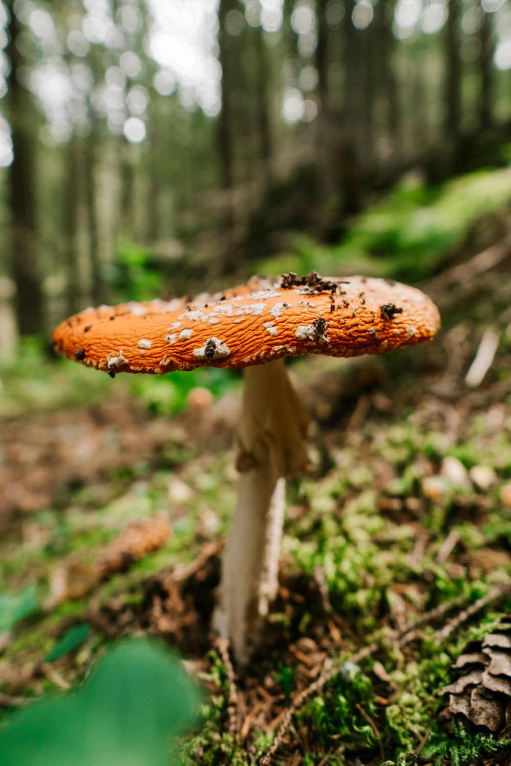brown and white mushroom in tilt shift lens