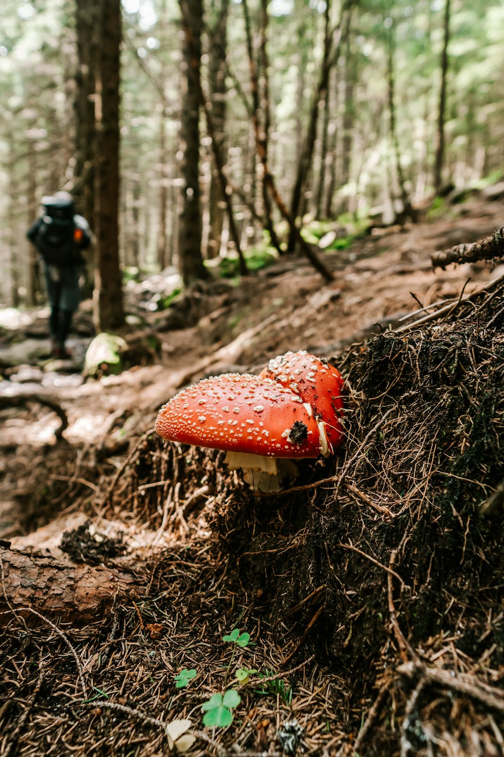 red and white mushroom in forest during daytime